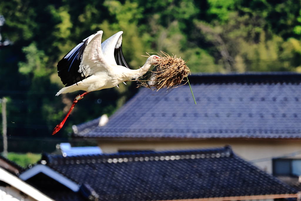 コウノトリ　巣作り