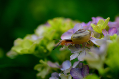 紫陽花とカタツムリ