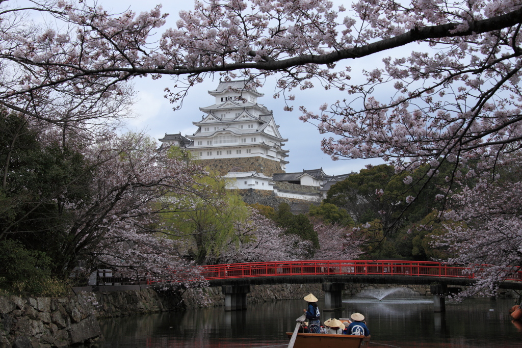 姫路城と桜