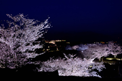 竹田城跡　桜ライトアップ-Ⅱ