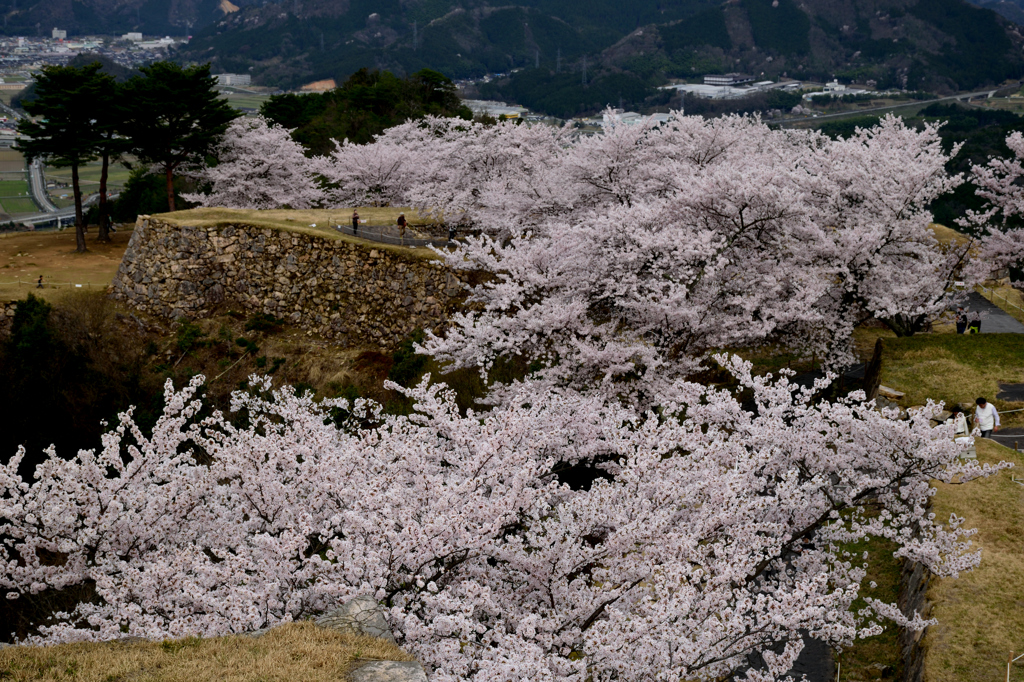 竹田城跡　桜