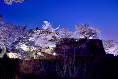 竹田城跡　桜ライトアップーⅡ