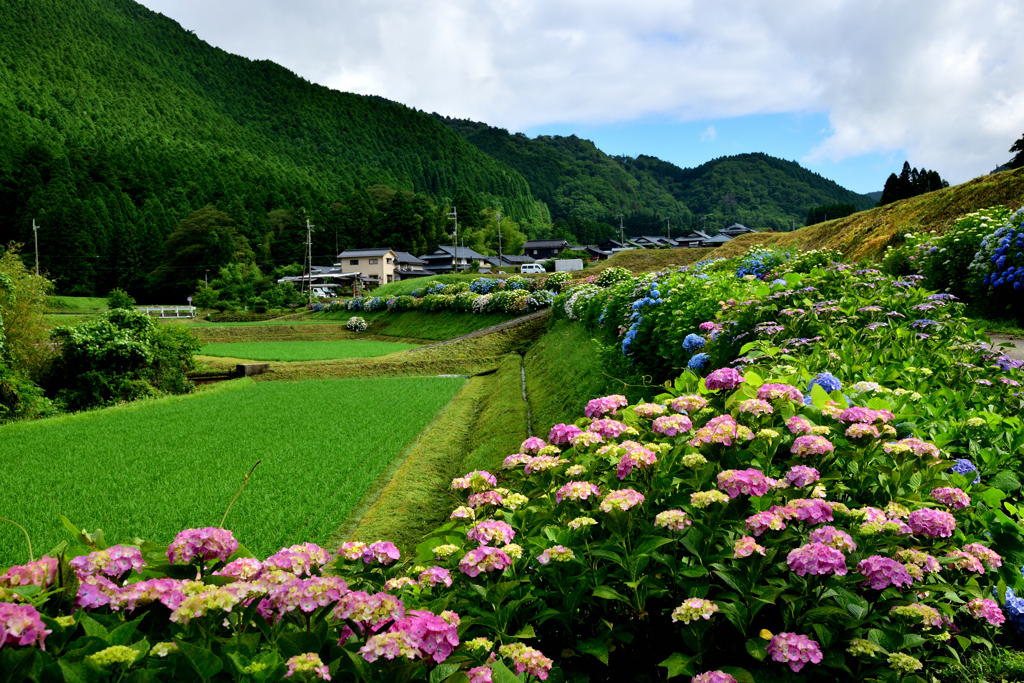 紫陽花の道