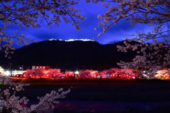 竹田城跡　ライトアップと桜-2