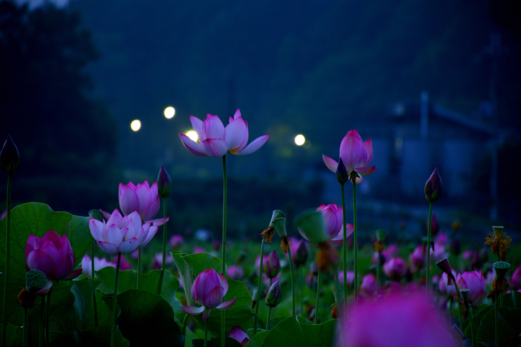 ヤマサ　蓮の花苑