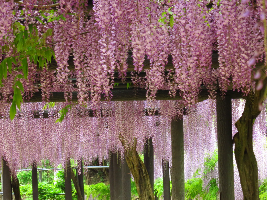 大町藤公園－５