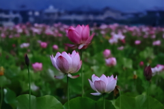 ヤマサ蓮の花苑‐Ⅱ