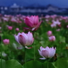 ヤマサ蓮の花苑‐Ⅱ