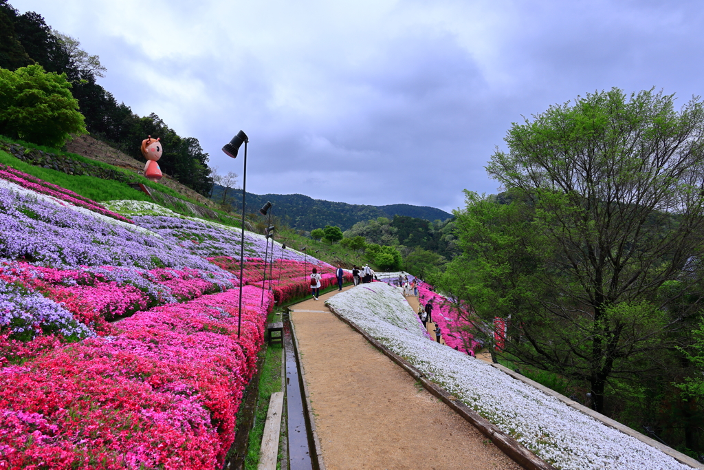 ヤマサ蒲鉾　芝桜