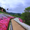 ヤマサ蒲鉾　芝桜
