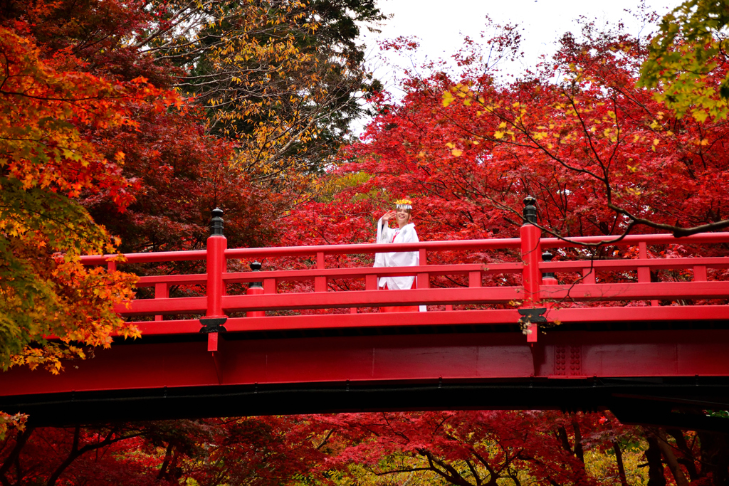 養父神社　紅葉と巫女さん