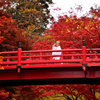 養父神社　紅葉と巫女さん