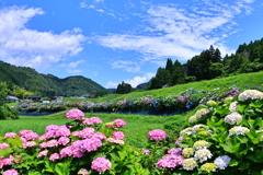猪篠の紫陽花