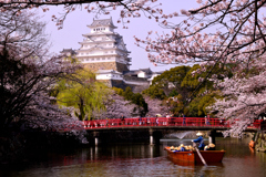 姫路城　桜-2