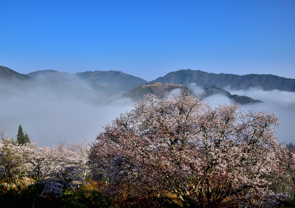 竹田城跡　桜と雲海