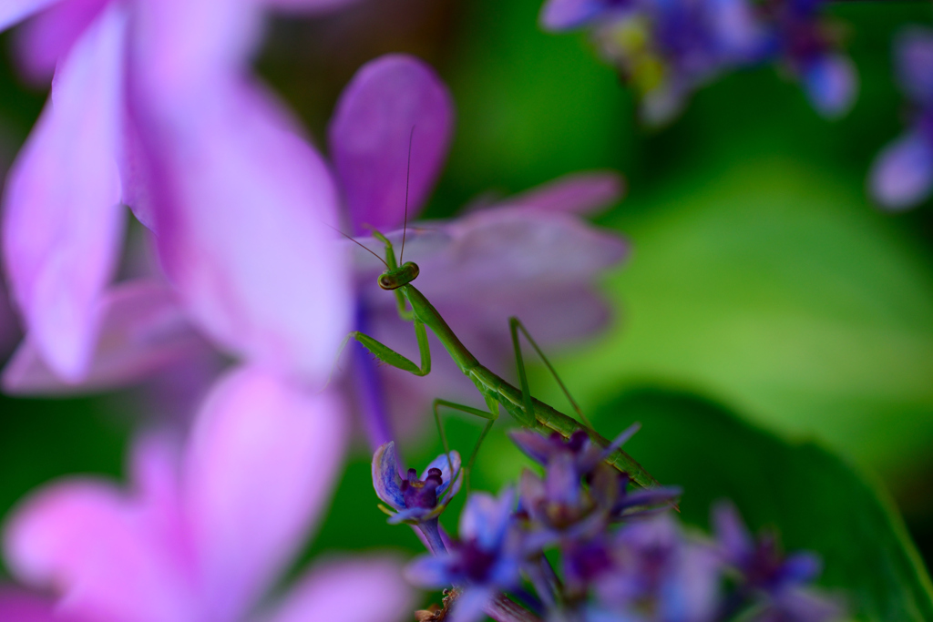 紫陽花とカマキリ