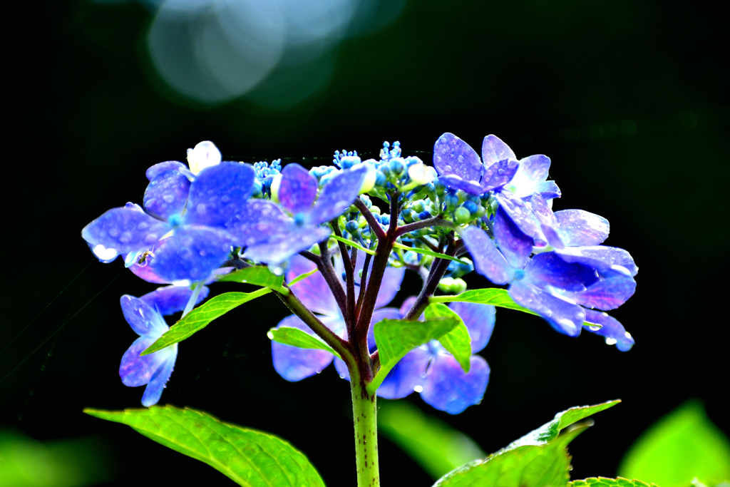 紫陽花　朝日を浴びて