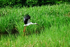 コウノトリ　飛び立ち