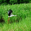コウノトリ　飛び立ち