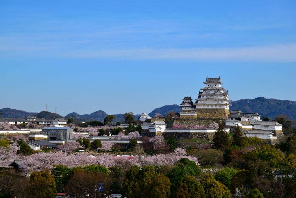 姫路城　桜満開