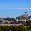 姫路城　桜満開
