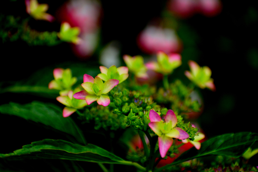 紫陽花