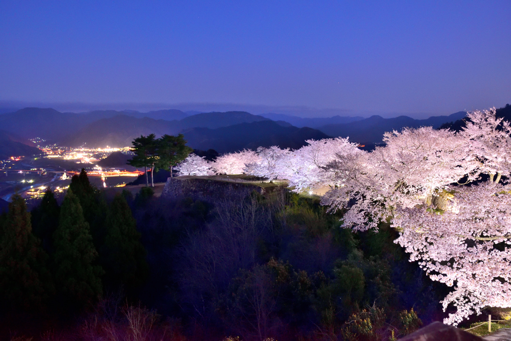 竹田城跡　桜ライトアップ