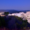 竹田城跡　桜ライトアップ