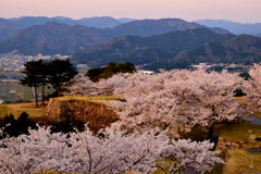 竹田城跡　桜　西日を浴びて