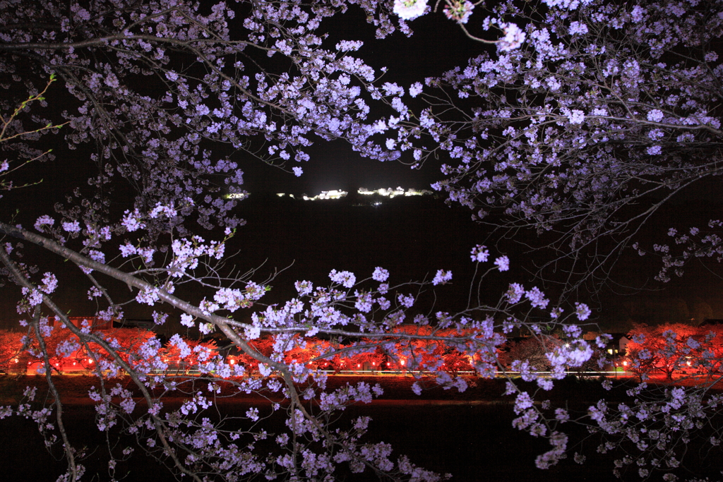 竹田城跡　ライトアップと桜