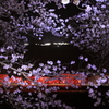 竹田城跡　ライトアップと桜