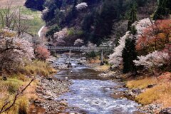 市川の桜