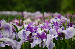 山崎花菖蒲園-1