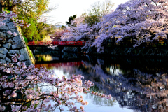 姫路城　お濠と桜