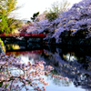 姫路城　お濠と桜