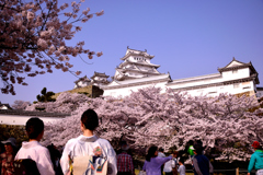 花と姫路城