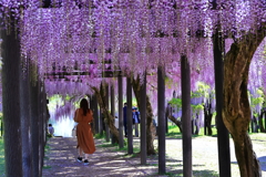白井大町藤公園‐Ⅲ