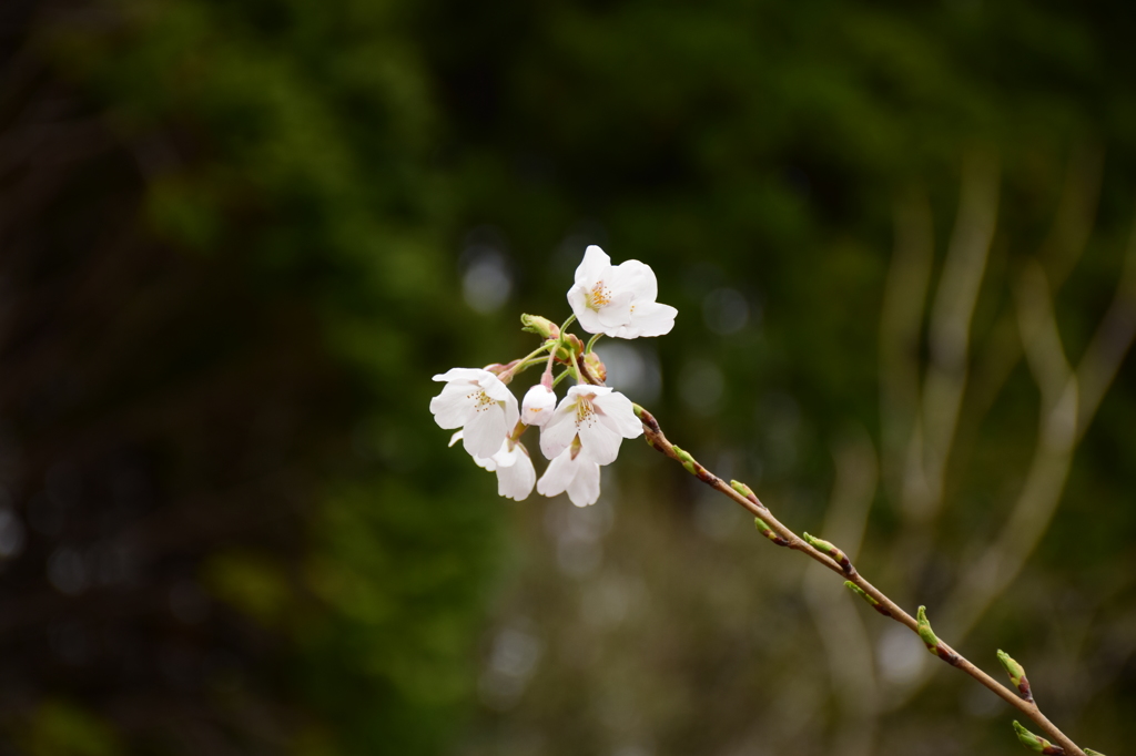 開花