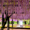 白井大町藤公園
