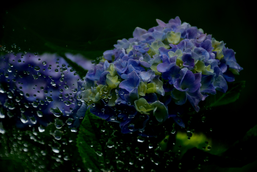 紫陽花-Ⅱ