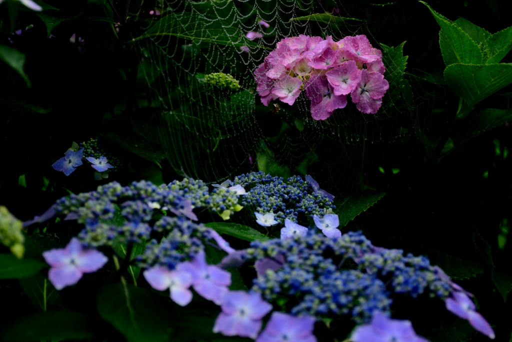 紫陽花ー３