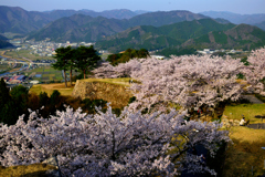 竹田城跡　満開