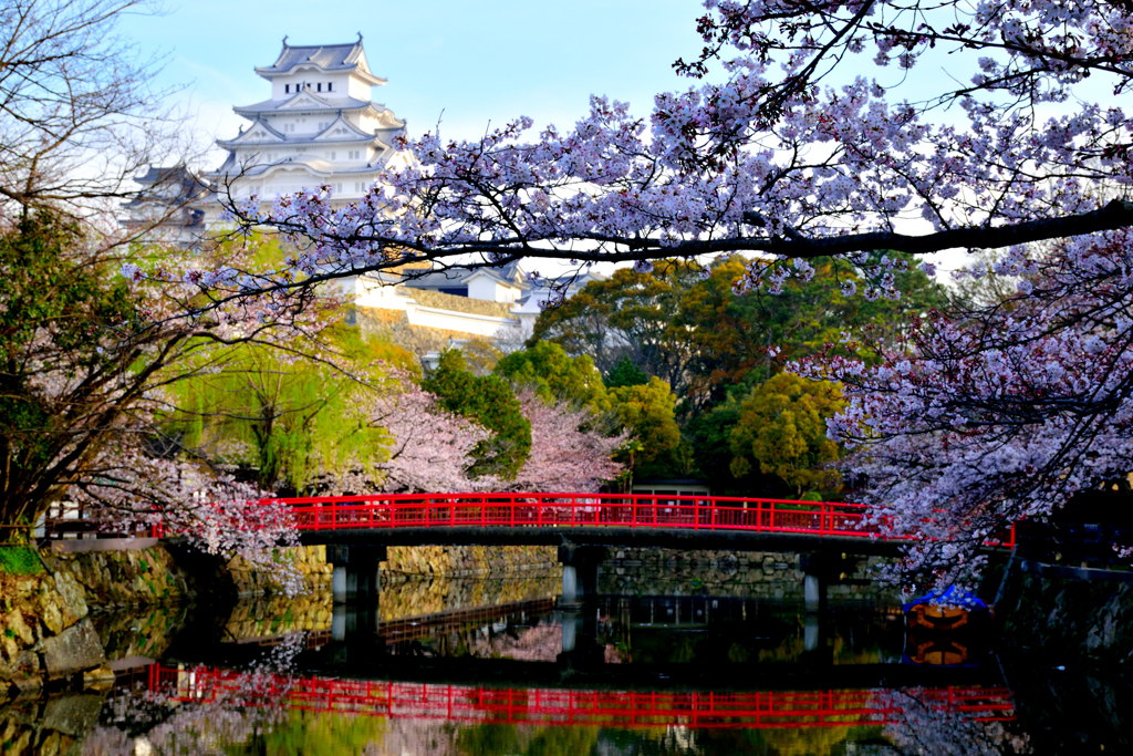 姫路城　桜