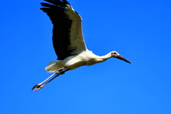 コウノトリ　優雅に