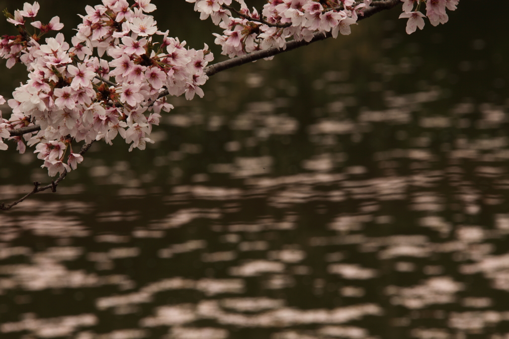 銀の馬車道 桜 