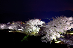 竹田城跡　桜ライトアップ-3