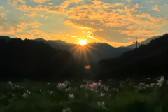ヤマサ蓮の花苑　日の出