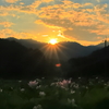 ヤマサ蓮の花苑　日の出