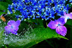 紫陽花　雨上がり