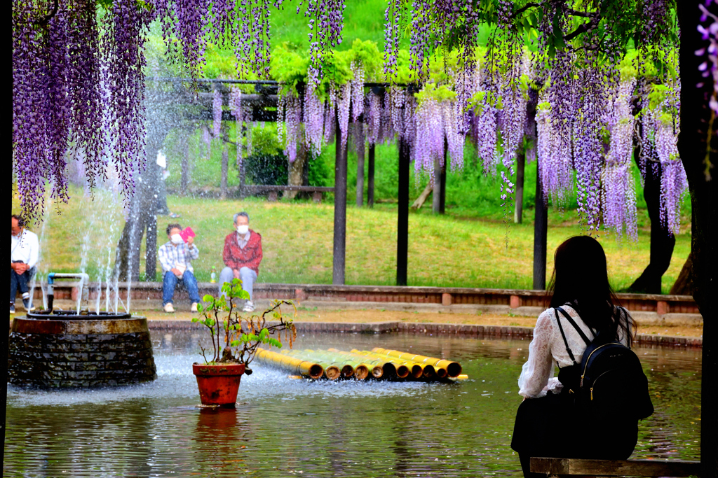 白井大町藤公園